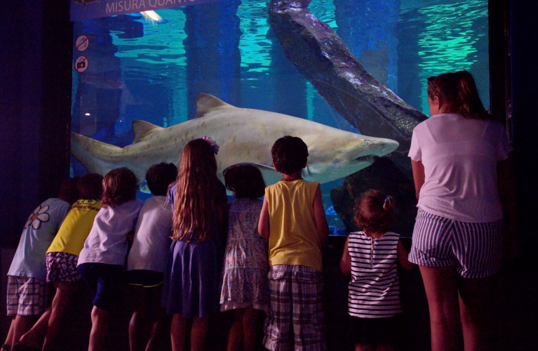 All'Acquario di Cattolica la prima notte con gli squali
