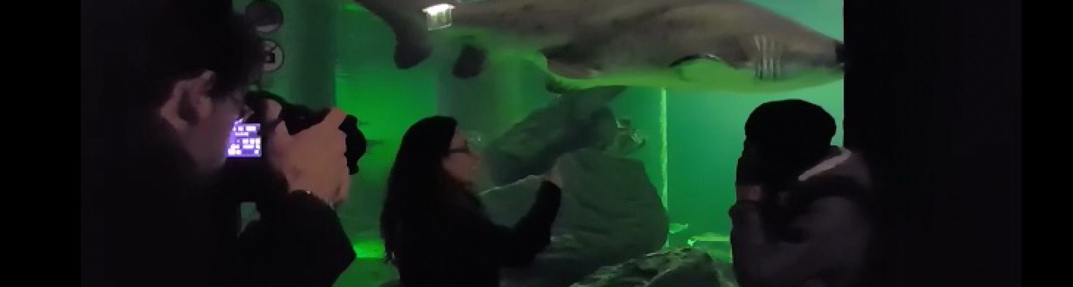 Lo squalo Brigitte star del Mannequin Challenge