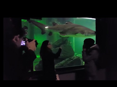 Lo squalo Brigitte star del Mannequin Challenge