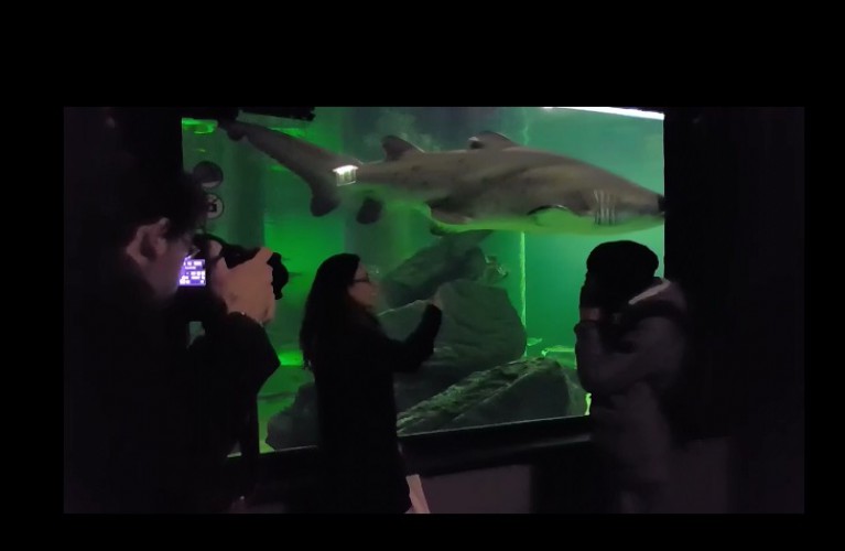 Lo squalo Brigitte star del Mannequin Challenge