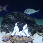 Natale all'Acquario tra presepi sott'acqua e tante altre sorprese!