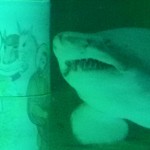 Natale all'Acquario tra presepi sott'acqua e tante altre sorprese!