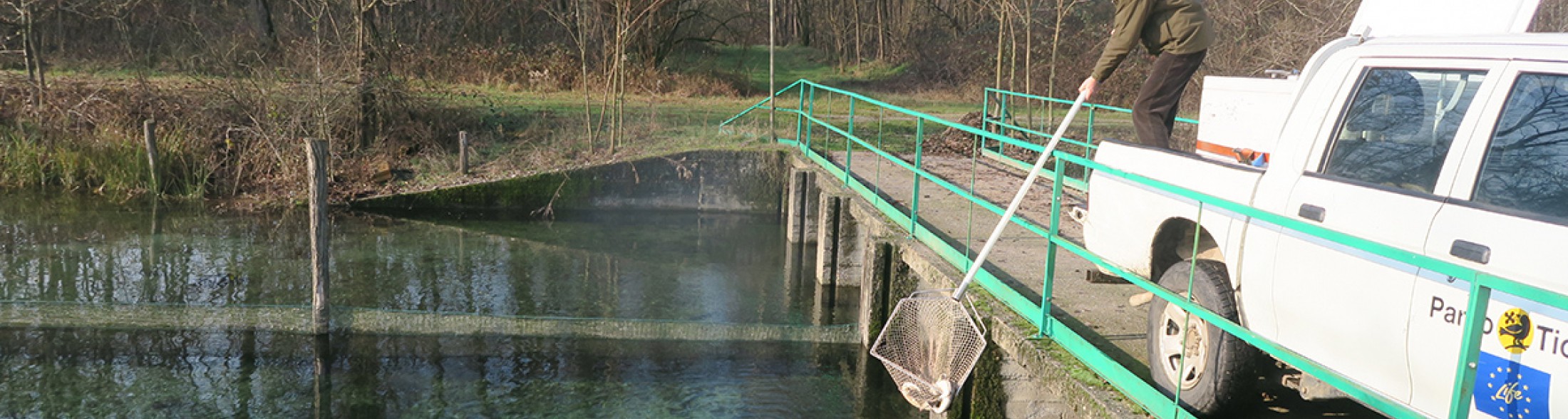 Trecento storioni dai parchi Costa al Ticino