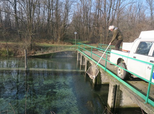 Trecento storioni dai parchi Costa al Ticino