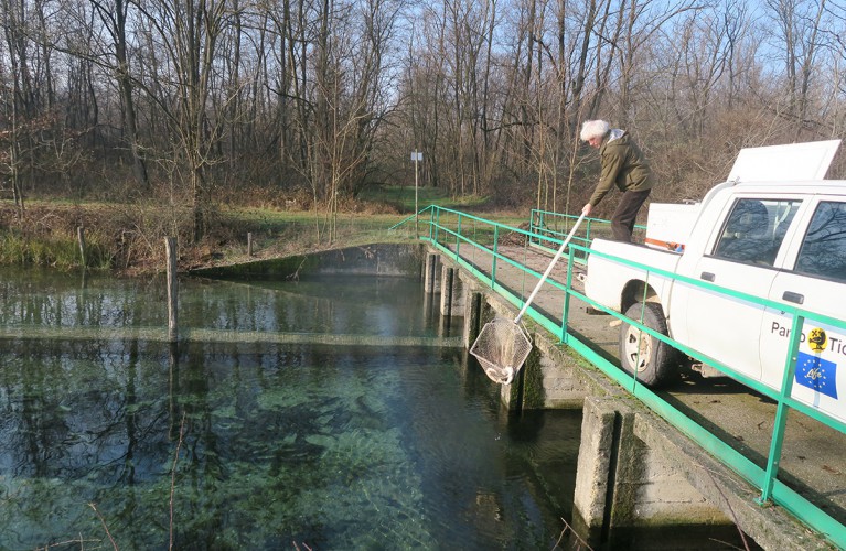 Trecento storioni dai parchi Costa al Ticino