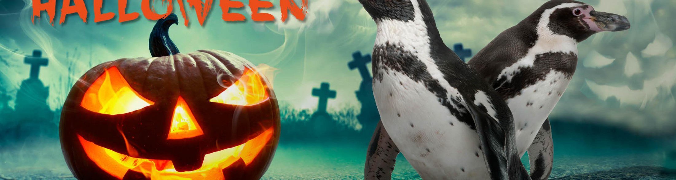 Halloween all'Acquario di Cattolica è gratis per chi usa... la zucca!