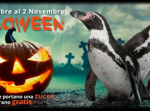 Halloween all'Acquario di Cattolica è gratis per chi usa... la zucca!