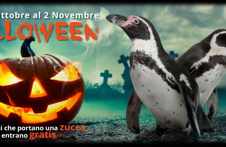 Halloween all'Acquario di Cattolica è gratis per chi usa... la zucca!