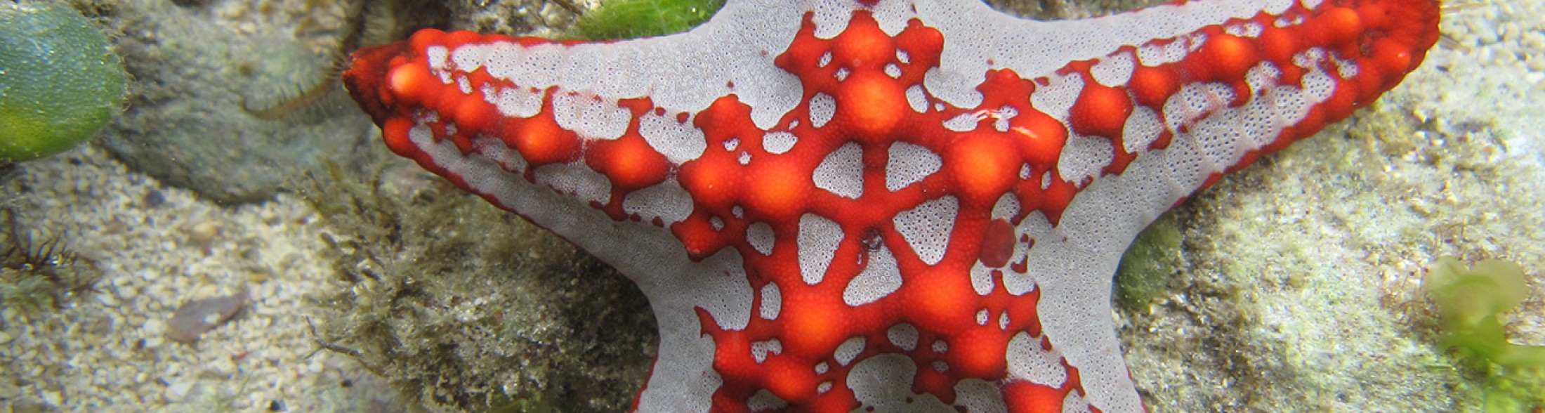 Per San Lorenzo tutti a caccia di stelle... di mare