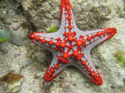 Per San Lorenzo tutti a caccia di stelle... di mare
