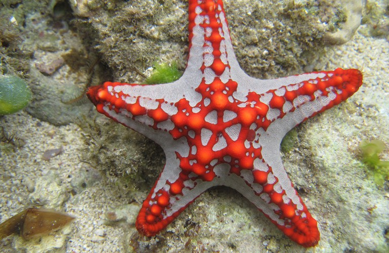 Per San Lorenzo tutti a caccia di stelle... di mare