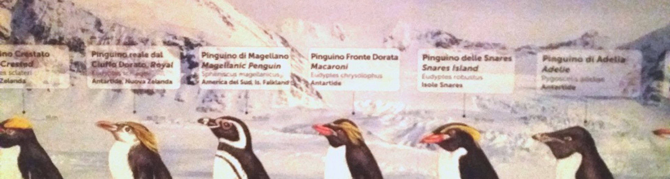 Sulle orme dei Pinguini Imperatore - Novità 2016