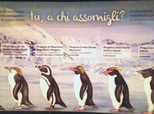 Sulle orme dei Pinguini Imperatore - Novità 2016