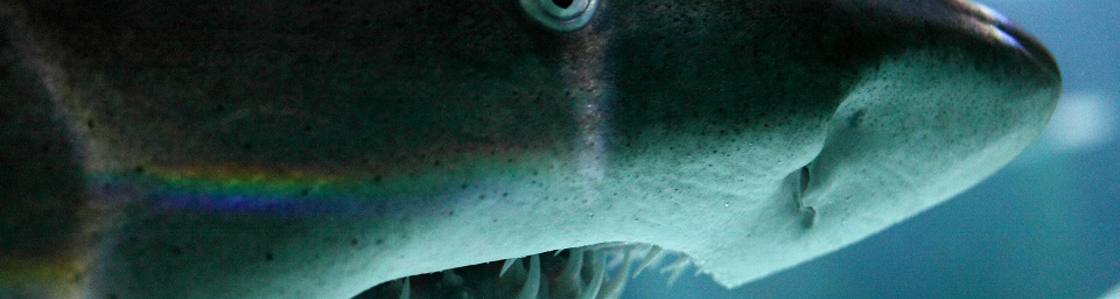 Buon Compleanno Brigitte!