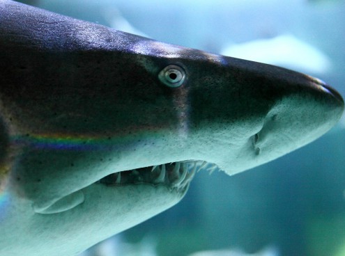 Buon Compleanno Brigitte!