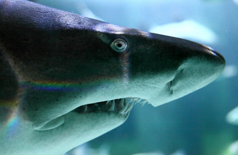 Buon Compleanno Brigitte!