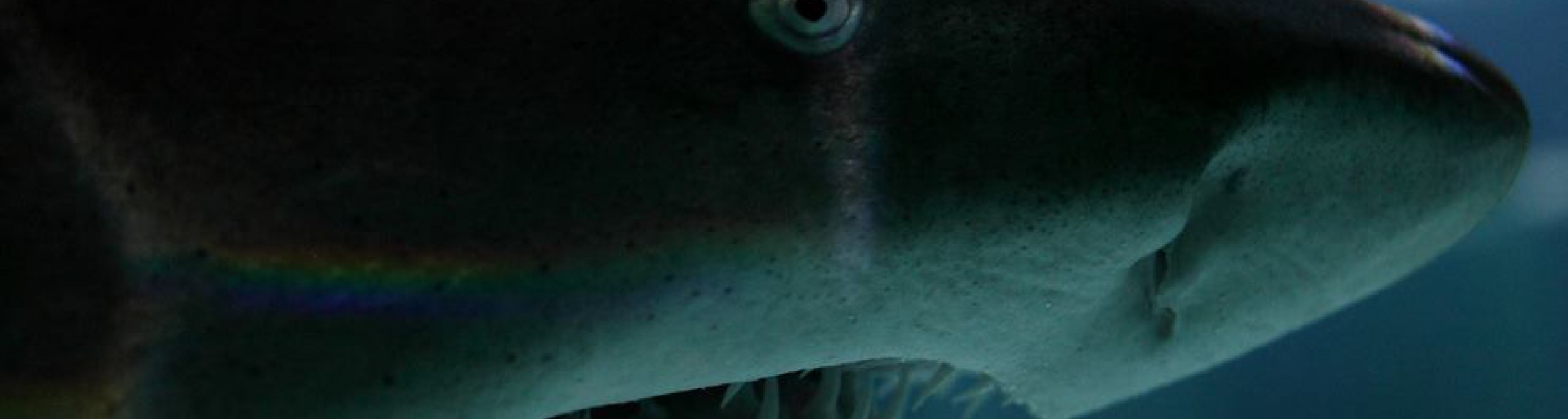 “La Pasqua dei 27mila” ai parchi Costa Edutainment Romagna