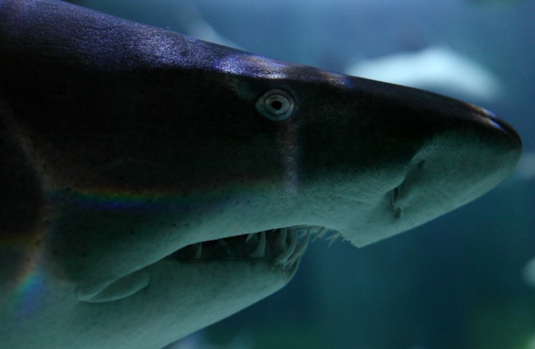 “La Pasqua dei 27mila” ai parchi Costa Edutainment Romagna