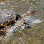 Nasce info point  tartarughe in Adriatico
