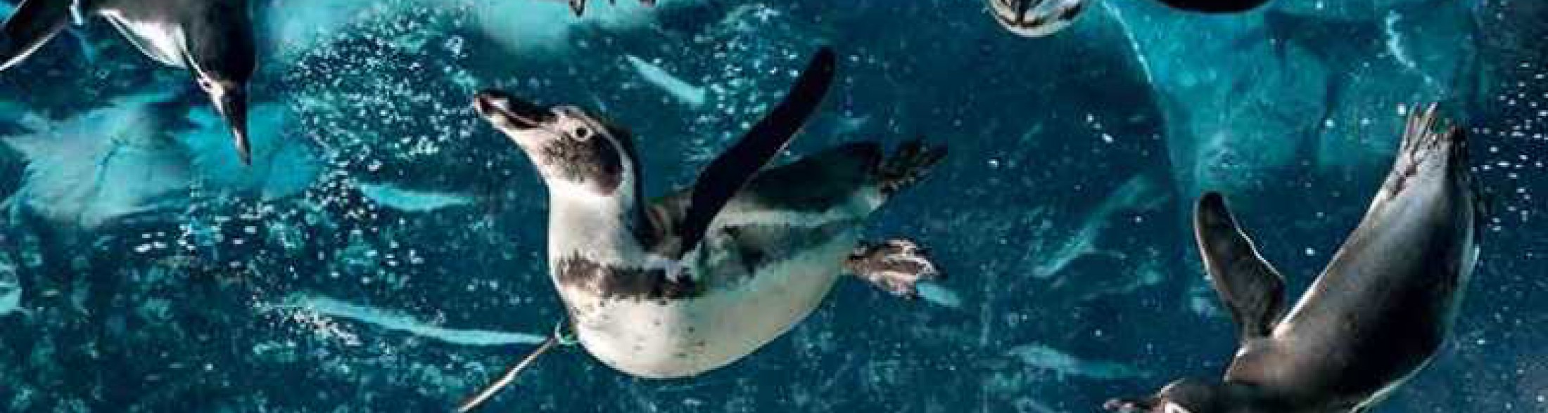 Parte il lungo  ponte del 2 giugno