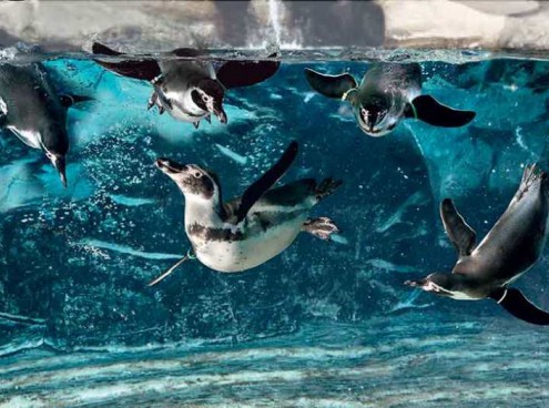 Parte il lungo  ponte del 2 giugno