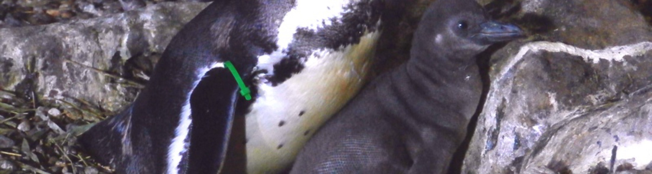 Mamma Natura all' Acquario di Cattolica