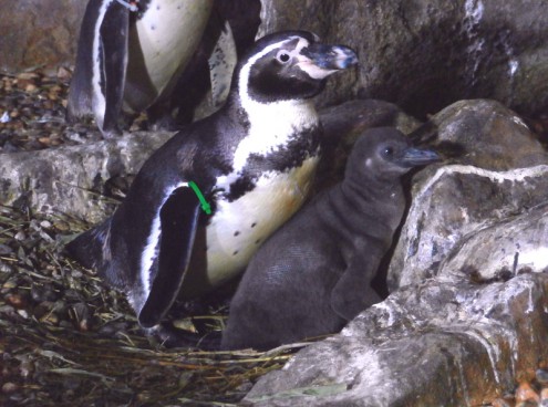 Mamma Natura all' Acquario di Cattolica