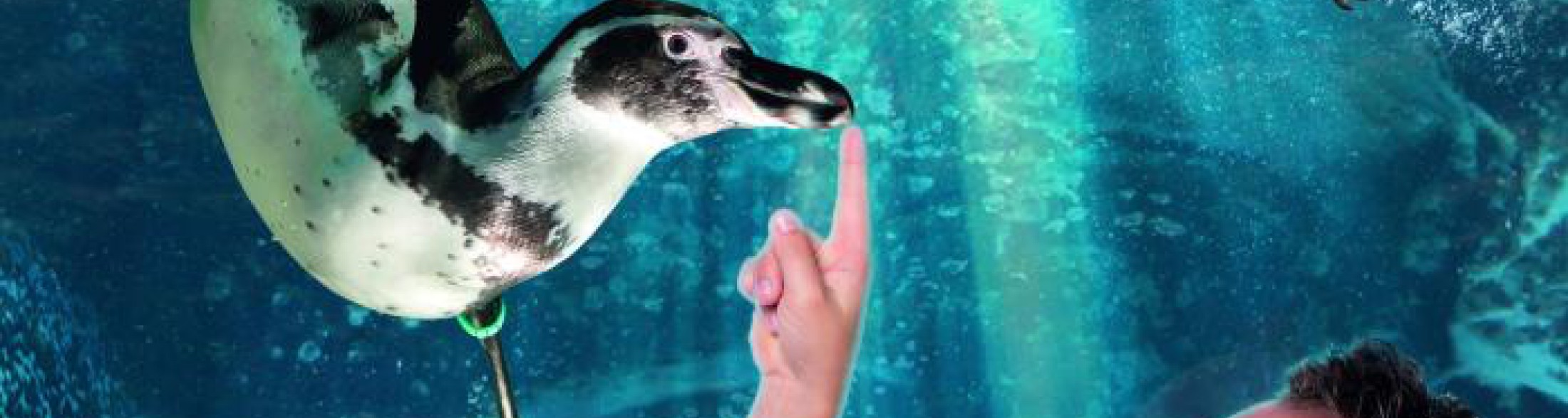 Riaprono i Parchi Costa