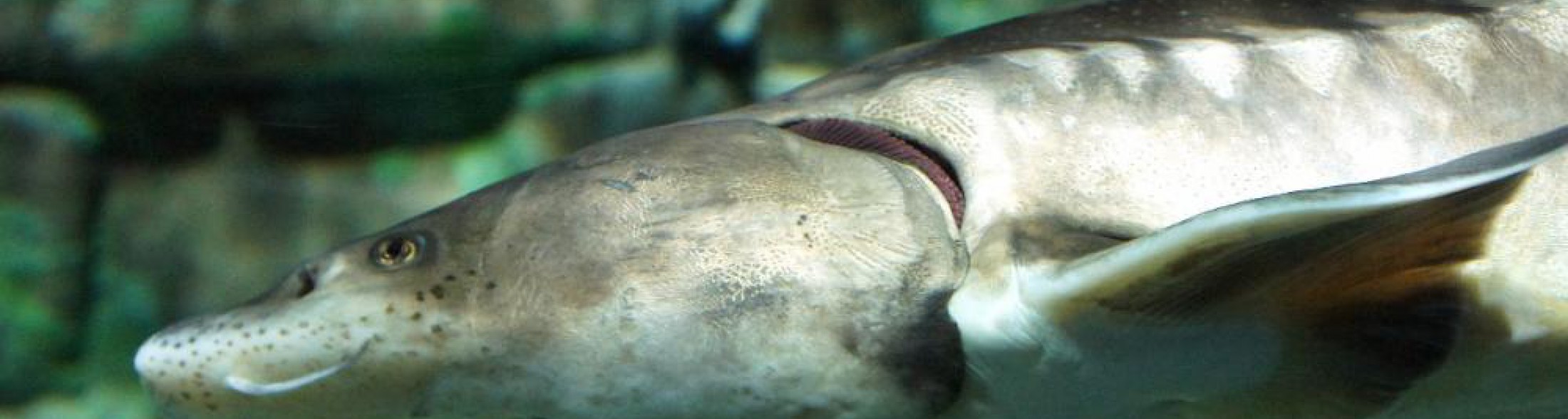 l'Acquario di Cattolica  all' EUAC  col Progetto Storioni