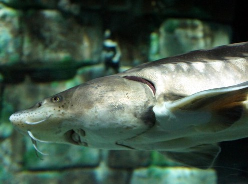 l'Acquario di Cattolica  all' EUAC  col Progetto Storioni