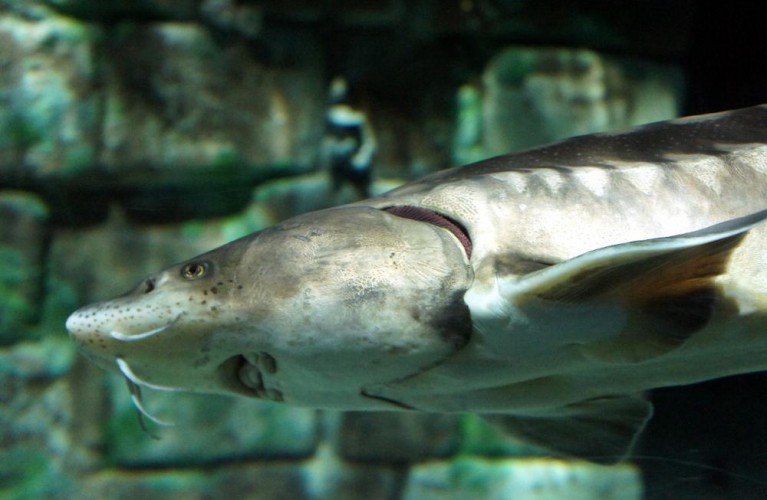 l'Acquario di Cattolica  all' EUAC  col Progetto Storioni