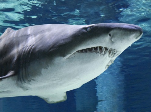 A lezione di squali il 12 settembre