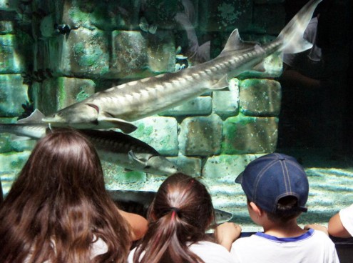 Storioni, i dinosauri dell' Adriatrico