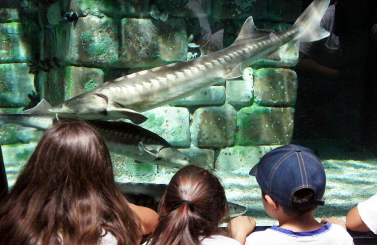 Storioni, i dinosauri dell' Adriatrico