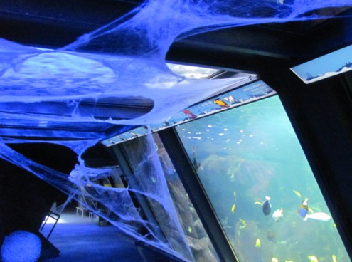 Halloween all' Acquario di Cattolica