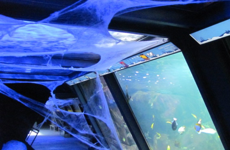 Halloween all' Acquario di Cattolica