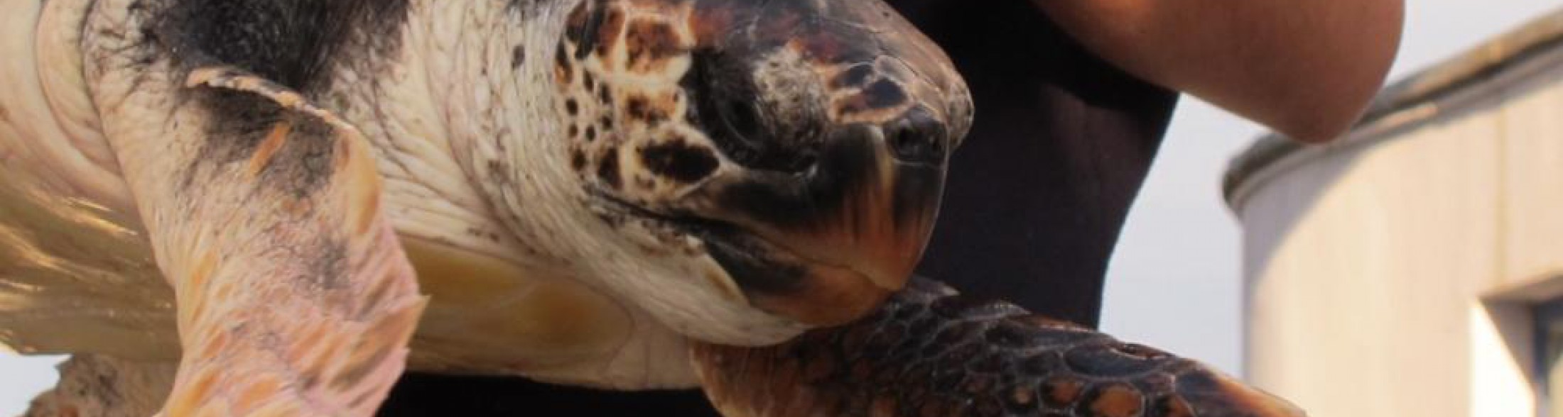 Bisesto e Flynn tornano in mare a Palinuro