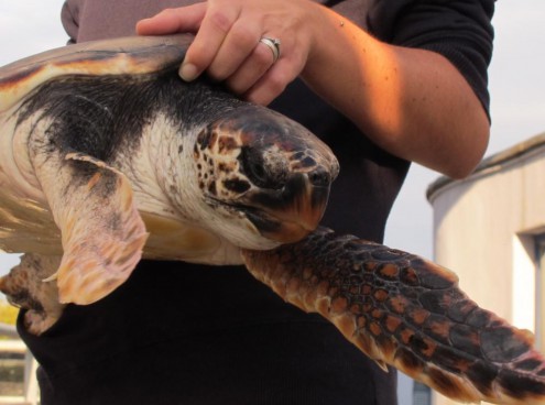 Bisesto e Flynn tornano in mare a Palinuro
