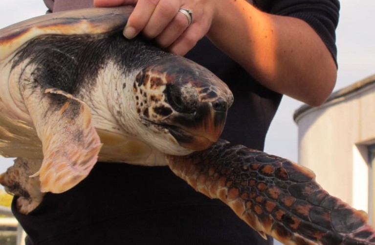Bisesto e Flynn tornano in mare a Palinuro