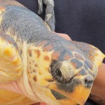 Bisesto e Flynn tornano in mare a Palinuro