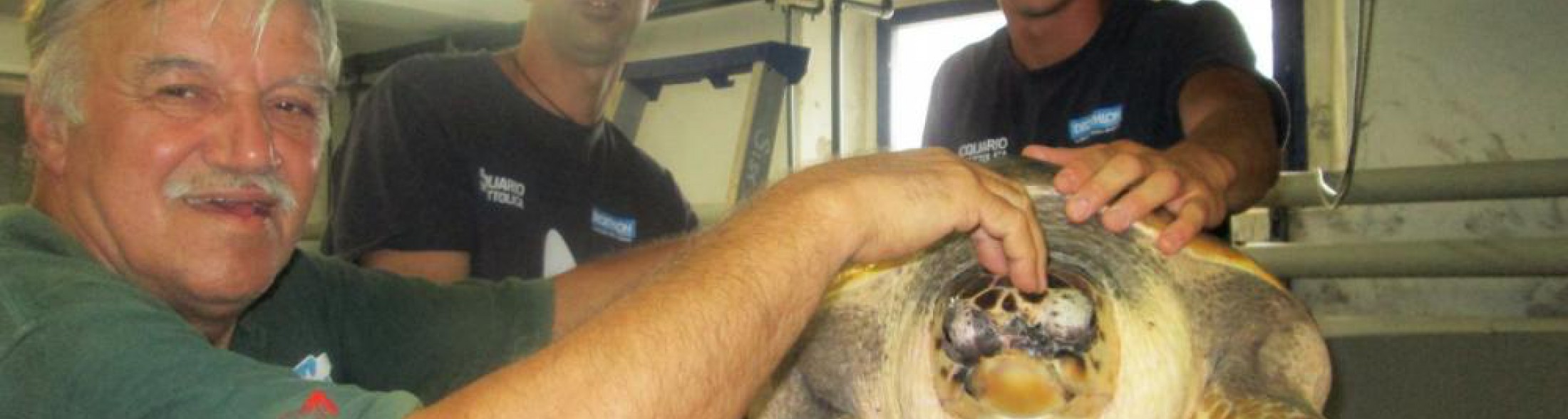 Torna in mare la tartaruga Fegghy