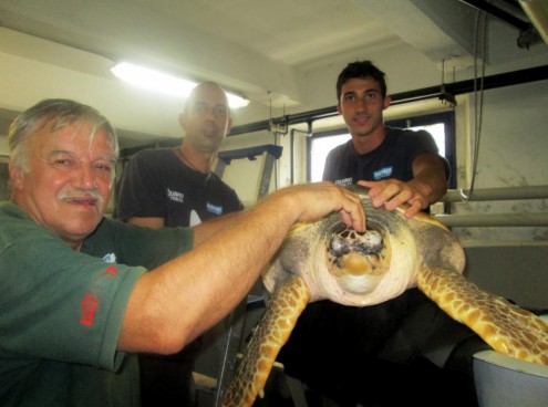 Torna in mare la tartaruga Fegghy