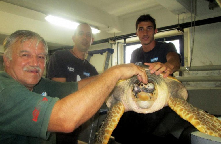 Torna in mare la tartaruga Fegghy