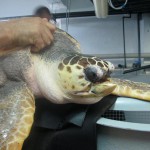 Torna in mare la tartaruga Fegghy