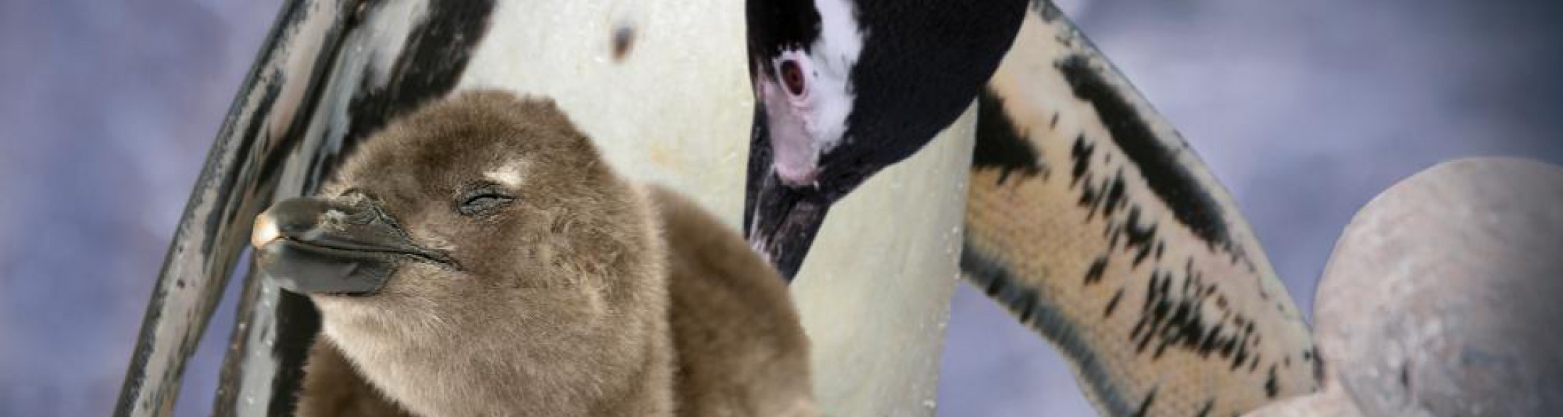Nasce il primo pinguino da spiaggia nella Riviera Romagnola