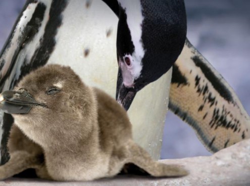 Nasce il primo pinguino da spiaggia nella Riviera Romagnola