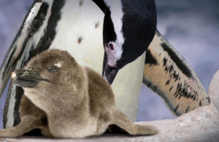 Nasce il primo pinguino da spiaggia nella Riviera Romagnola