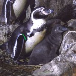 Nasce il primo pinguino da spiaggia nella Riviera Romagnola