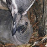 Nasce il primo pinguino da spiaggia nella Riviera Romagnola