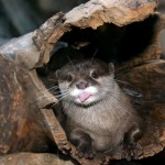 Acquario aperto a Ottobre e Novembre 